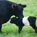 Colgate Farm