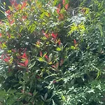 Courtyard Garden Flat