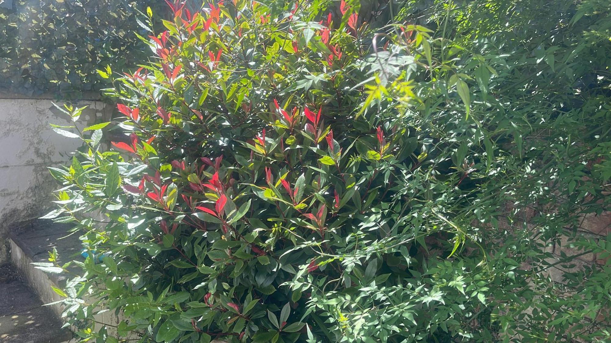 Courtyard Garden Flat