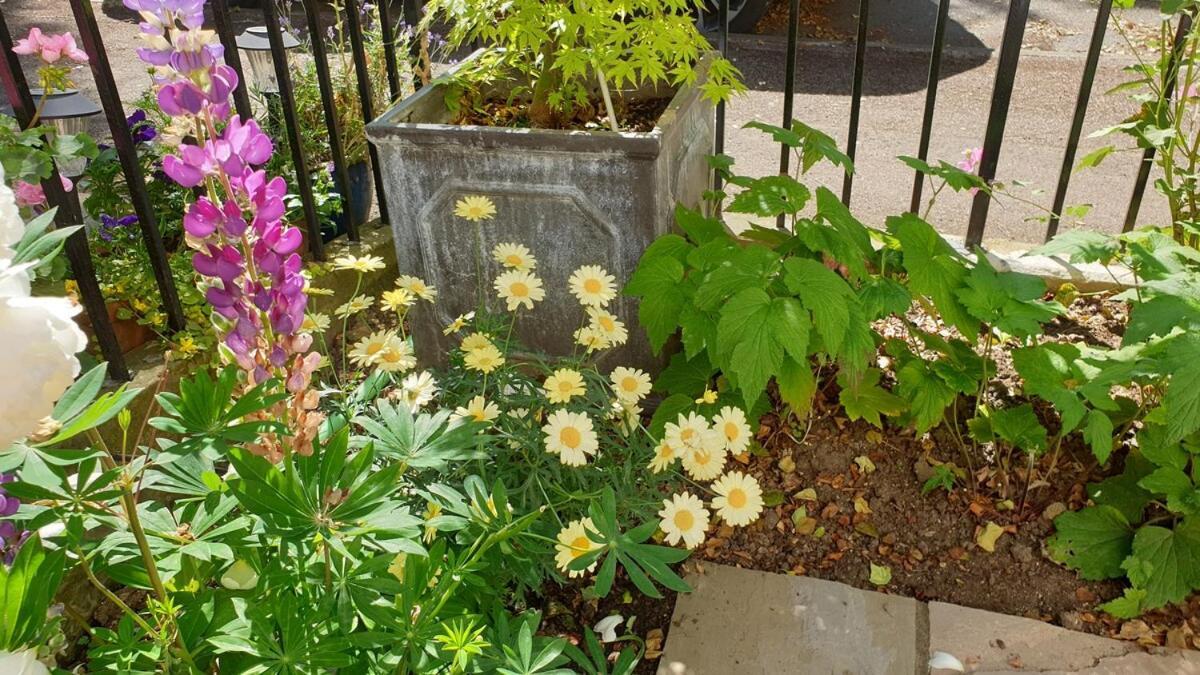 Stylish Garden In * Cheltenham