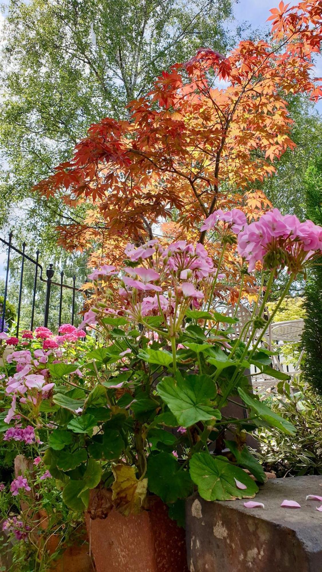 Stylish Garden In Apartment Cheltenham