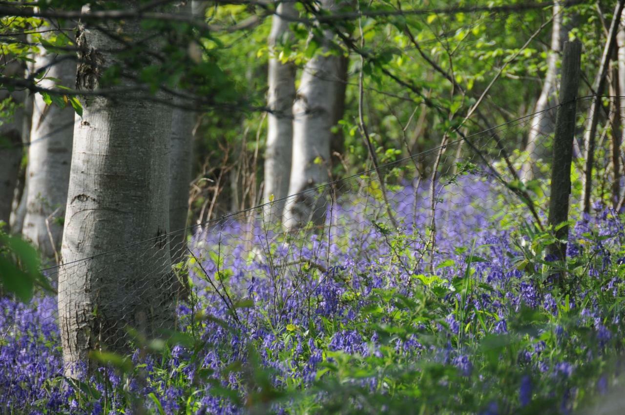 Campion Glamping Pod