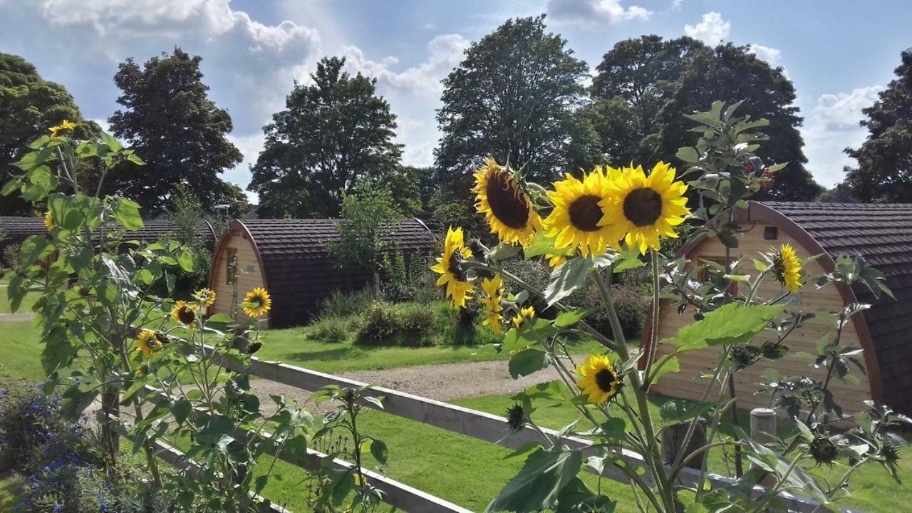 Mallow Glamping Pod Apartment Cheltenham