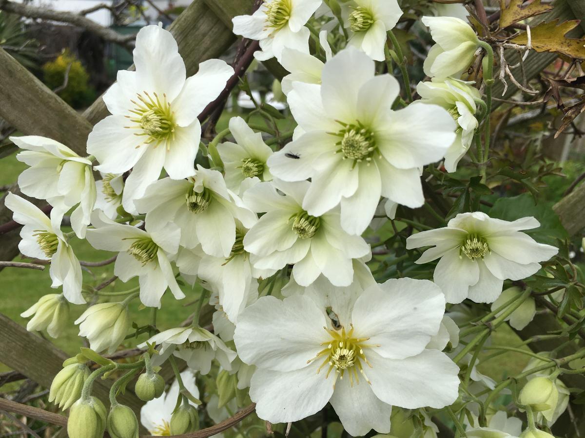 Guest house Clematis House Gloucester Road Cheltenham
