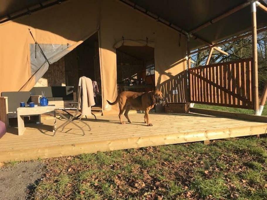 Lapwing Safari Tent Cheltenham